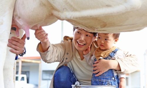 牧場で乳しぼり体験