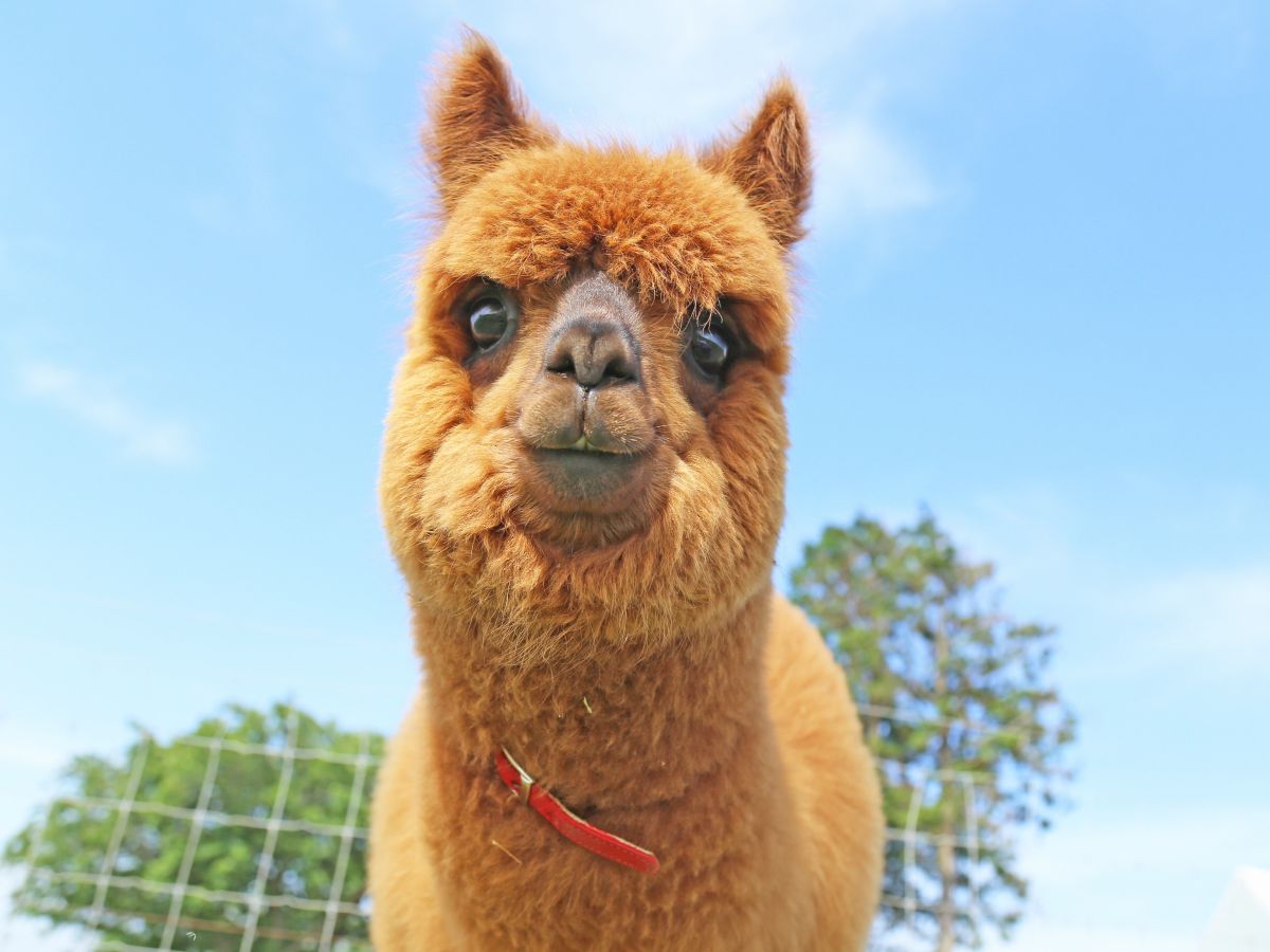 かわいいアルパカ