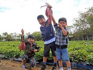さつまいも堀り