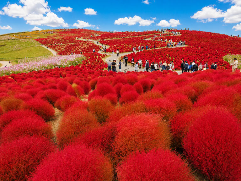 【よりみちセレクト】コキアと「泊まれる植物園」で、秋を感じる旅